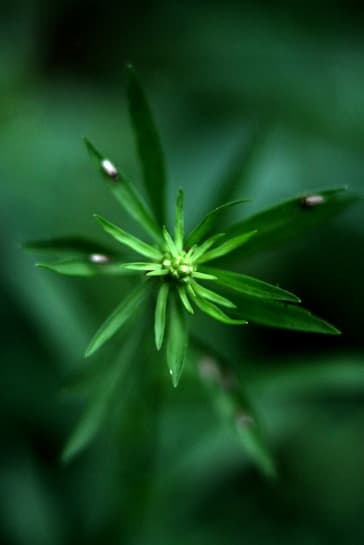 Concentrates