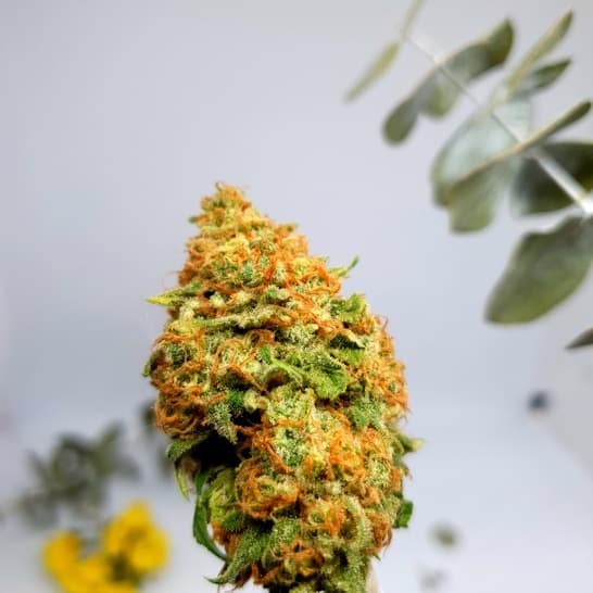 Infused Pre-rolls