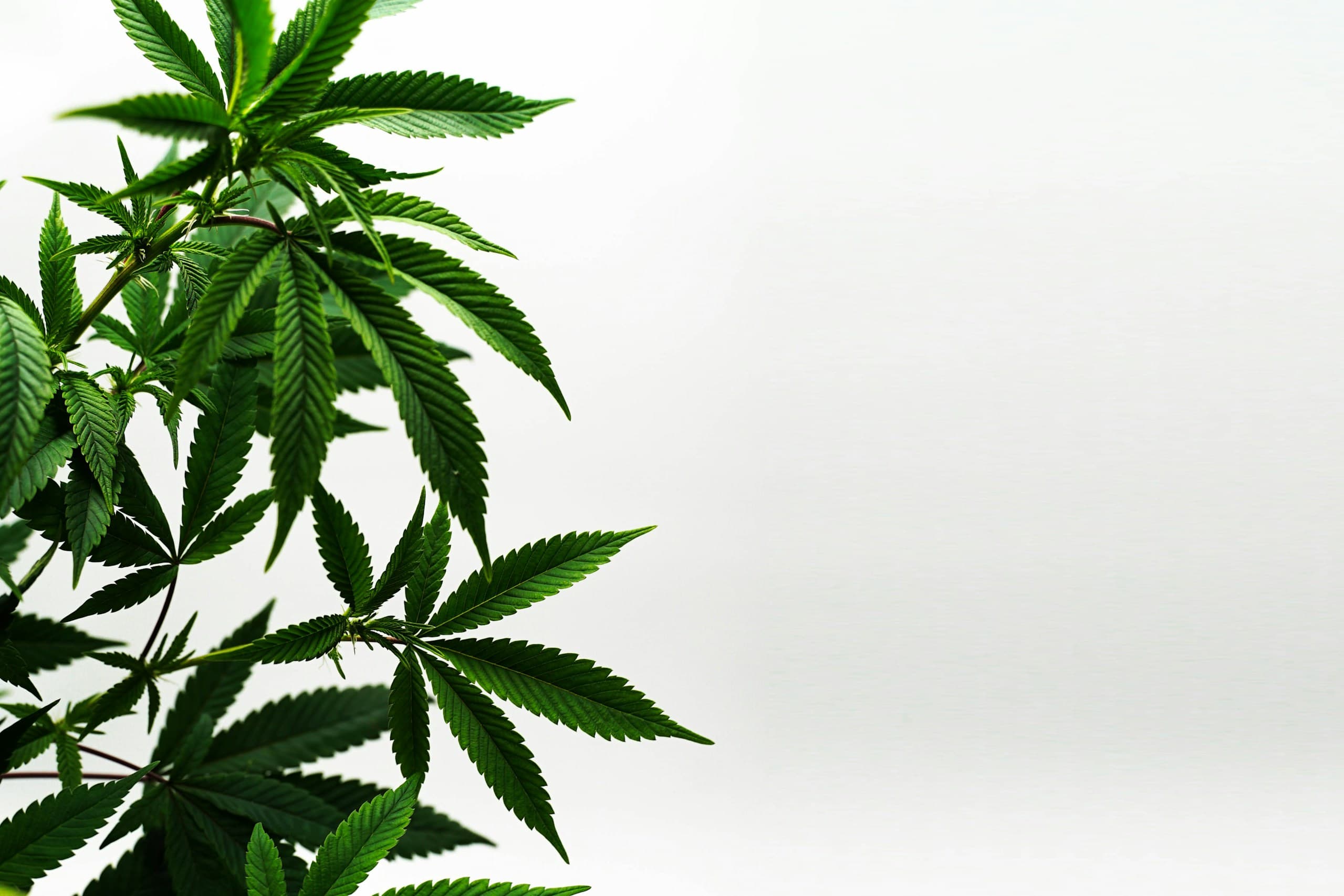 Cannabis leaves